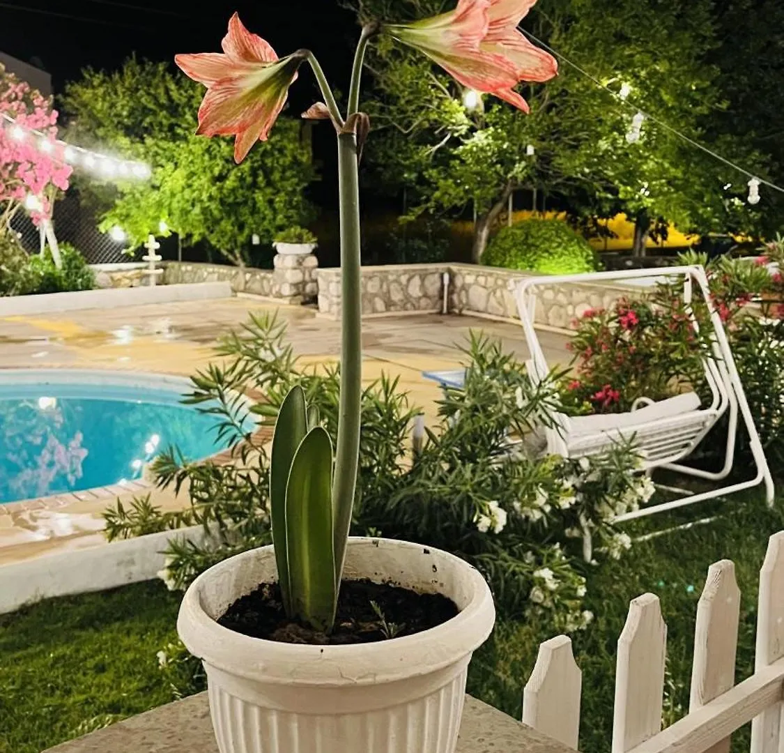 Dilek Agaci Butik Otel - Karaburun Turkey